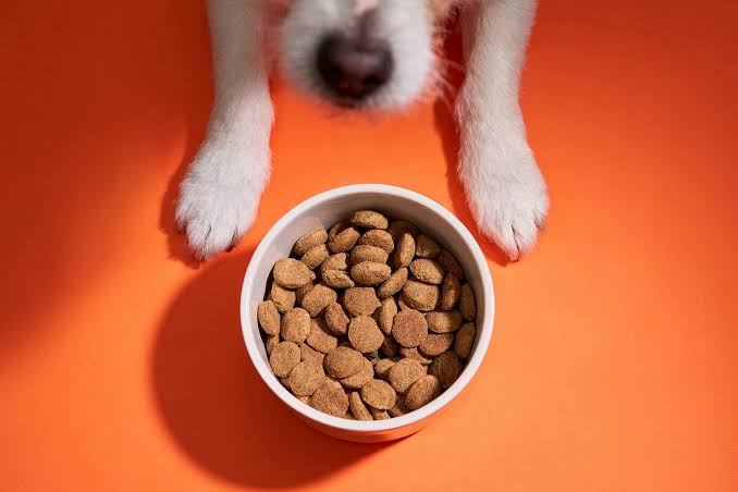 Welches Hundefutter ist das richtige?